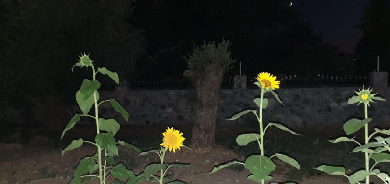 Suluca Homes Girne Buitenkant foto